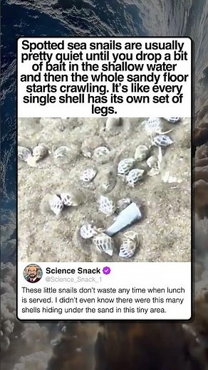HUNGRY SNAILS SWARM THE BEACH