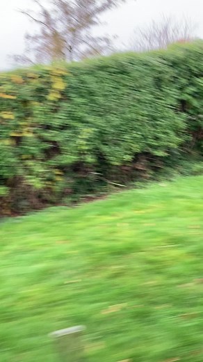 Adorable Lurcher Dog showing incredible speed!