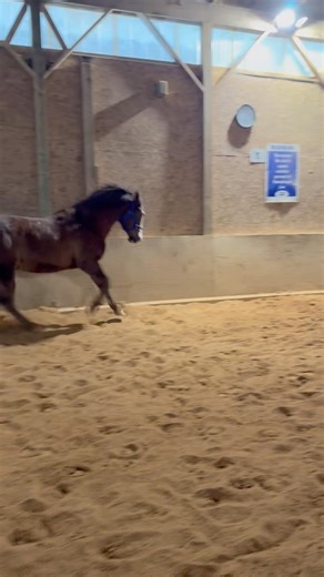 First time ever free lunging Tango