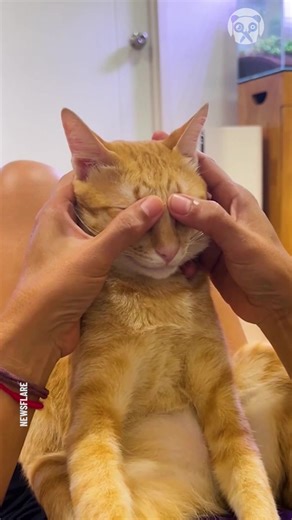 You've never been as relaxed as this cat! | Bored Panda Animals