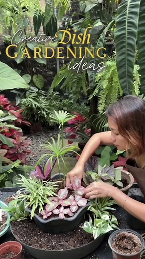 Creative Dish Garden Ideas for Happy Gardening
