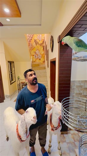 😲😲Sono my JAAN🦜🐐🐐#mashallah #parrot #lovelyqaiser
