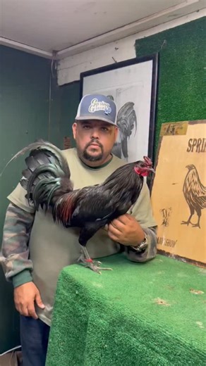 19K views · 336 reactions | Spring Grove made a donation for auction on November 8th in Porterville, California. Thank you for supporting the Association! Spring Grove hizo un donacion a la subasta de Noviembre 8 en McCarthty Ranch Porterville, California. Gracias por apoyar el associacion! | CA Assoc. for the Preservation of Gamefowl | Facebook