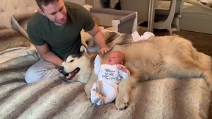 The best 6 weeks of our lives! | Life with malamutes