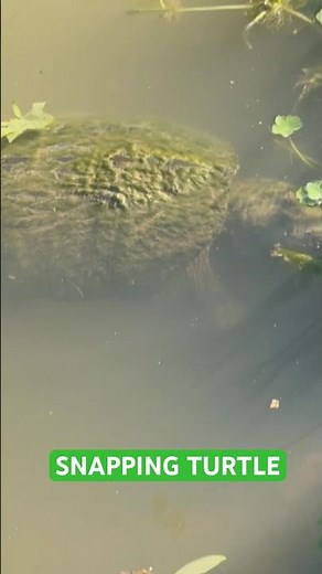 Snapping turtle in action #snapping turtles #turtle #nature #outdoor #habitat #ecosystem #reptile