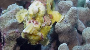 A yellow frog fish or angler fish is floating underwater. The anglerfish are fish of the teleost order Lophiiformes. They are bony fish named for its characteristic mode of predation.