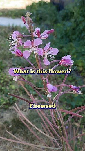 What Is This Weed!? - Fireweed ID, Uses, and More! #foraging #edibleflowers #medicinal #garden
