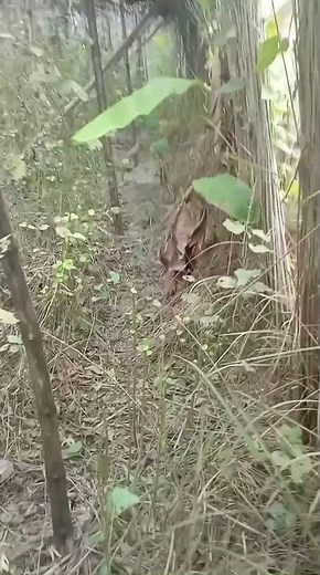 Dog and Fox Breeding – Is It Really Possible? | Science Explained