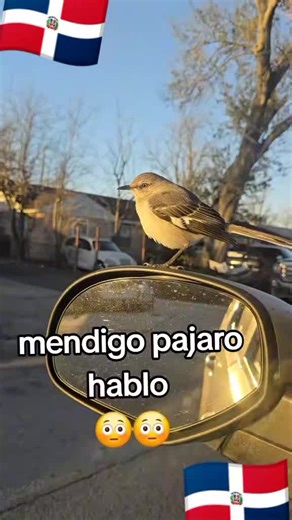 Videos de Dr. Carlos Santana ⚖️ (@dr_carlos_santna) con “sonido original - Dr. Carlos Santana ⚖️”