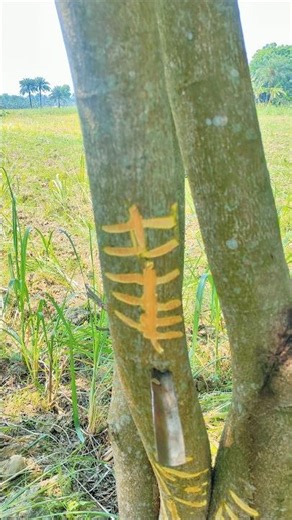 Forest craft ideas and Juice hunting #shorts #short #viral #satisfying #crafting#trending #bushcraft