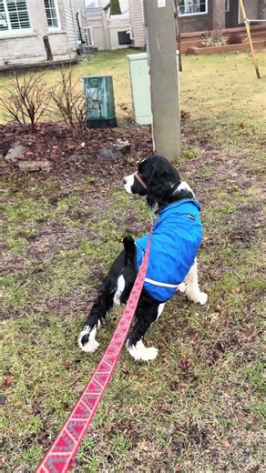 Cute Puppy Discovers Spring Birds 🐦🌸 | Adorable Reaction #shorts #puppy #dogshorts