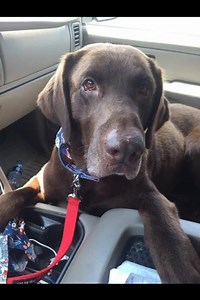 Are you "hungry" for some chocolate? We have the best kind here at Peak Lab Rescue! Meet Snickers! Snickers is a gorgeous 7 year old Chocolate male that was HW when he arrived at Peak Lab, and is just finishing his treatment, so that he can go on to live a happy, healthy life. He is so very loving and handsome. He is light on the leash but needs some work on commands. He loves to be your shadow to see what's going on. He takes his treats and his HW meds in pill pockets very gently. He is a very 