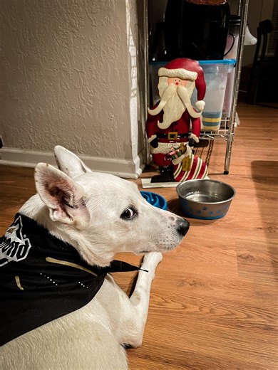 1.8K views · 22 reactions | All Penny wants for Christmas is more Diamond Pet Foods!  If you’re on the hunt for a new formula for your furry friend, take our dog quiz to receive personalized recommendations crafted for your pet’s unique needs.  ✨ Find your dog’s fave new formula here: dpf.pet/dog-formula-quiz. | Diamond Pet Foods | Facebook