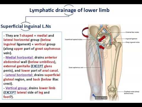 Veins and Lymphatics of the Lower Limb - Dr. Ahmed Farid