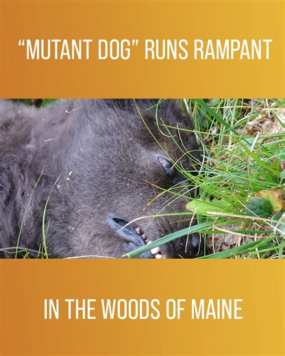 28K views · 120 reactions | In Maine, citizens live in fear of a mysterious monster that is running rampant in the woods, dubbed the "Maine Mutant". #MysteriesAtTheMuseum Watch full episodes on discovery+: https://bit.ly/3HfHr6e | Love History | Facebook