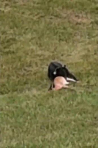 black bear attacking deer beside road Warning Graphic