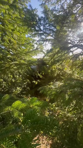 212K views · 5.8K reactions |  Les 12 et 13 (complet) décembre venez...