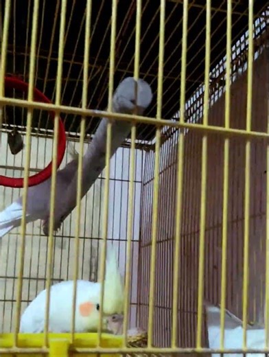 Cockatiels playing at home #birds #cockatiel #talkingparot #bangalore #youtubeshorts #shorts