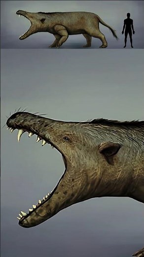 The Largest Carnivorous Mammal in History: Andrewsarchus