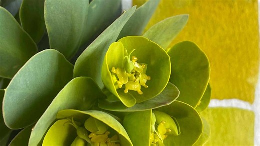 Following a Desire Path on the Internet and in the Garden