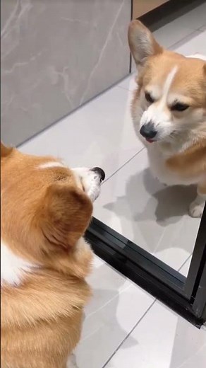Cute Corgi looking at mirror first time 🤣#dog #corgi #funny #cute #cutedog #funnymoment #short