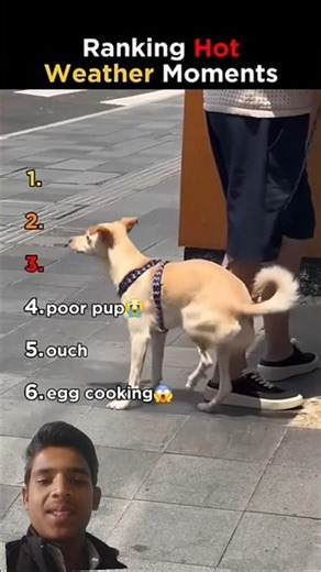 Ranking Hot Weather Moment 🤣 #funny #duck #pets #hotweather #ranking