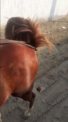 El Caballo Haciendo Popo | The Horse in Poop