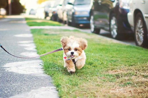 Teacup Shih Tzu: The Ultimate Guide to This Tiny Fluffy Dog