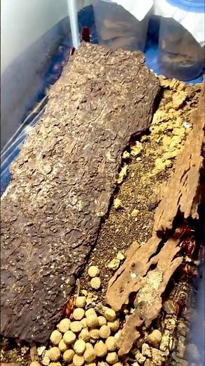 Cockroach Survives ANYTHING 🫣#animaljourney #animals #shorts