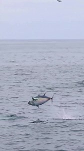 Bluefin tuna proving once again that it's not just whales and dolphins that make a marine wildlife trip worthwhile. 📷 Captain Danny Frank #bluefintuna #fisharewildlife #tunawatching #tuna | Blue Planet Society