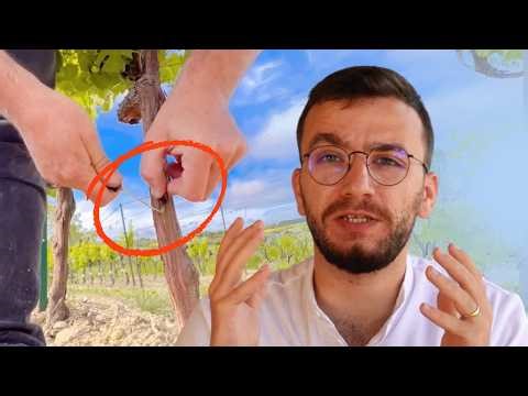 How To Graft Grapes Like A Professional