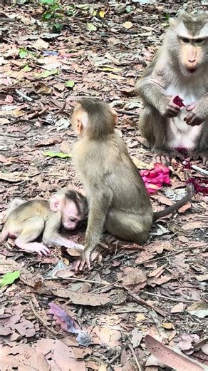 Tiny Levy Cries Searching For Comforts #cutemonkey #animals #shorts #viral