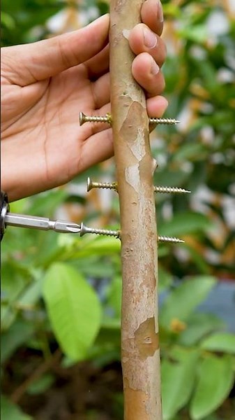 🍐NEVER FAIL! This root trick works on any plant — roots explode in weeks🌱