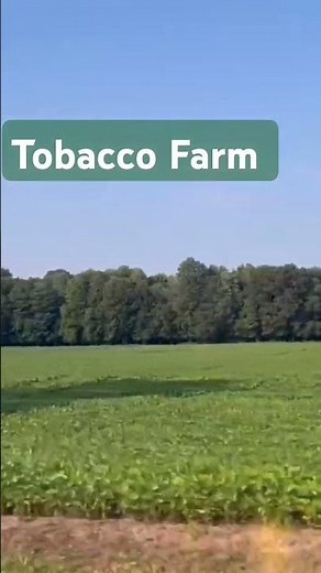 How Tobacco Is Grown, Harvested, and Processed