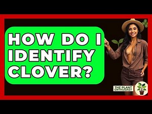 How Do I Identify Clover? - The Plant Enthusiast