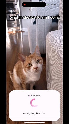 Matt McGlasson, DVM, CVPM on Instagram: "@sylvester_tech is such a great tool for cat caregivers 🙌. Download the app today and give it a try 😻😻😻"
