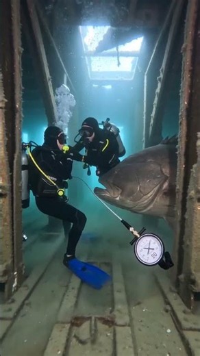Divers Come Face-to-Face with a Massive Sea Monster 😱🐟
