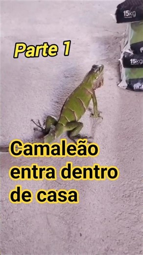 #chameleon enters inside #house #part 1 there will be a #continuation