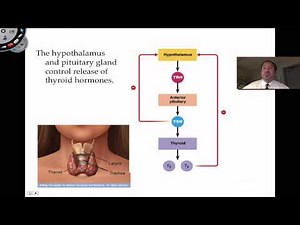 Thyroid and Parathyroid Glands