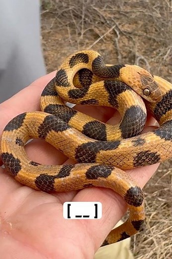 Insane looking northern cat-eyed snake from South Texas! #pov #rgv #snake