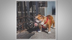 What To Do If A Bulldog Barks And Bites?