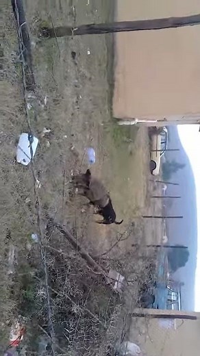 Dog fucks pig
