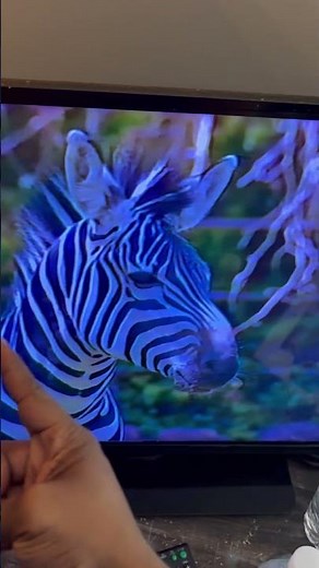 Barney Let’s Go To The Zoo Z is for Zebra (2001) 🦓