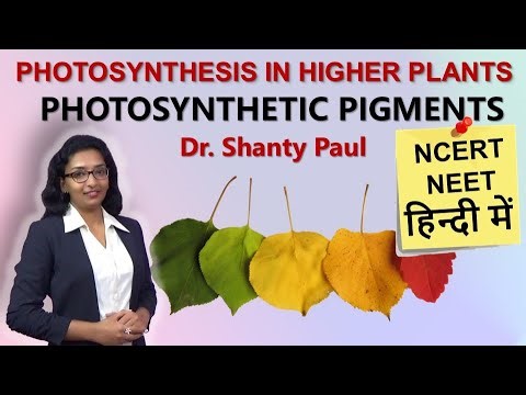 Photosynthetic pigments hindi| Plant physiology hindi