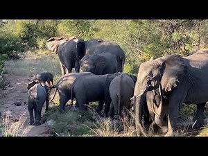 Elephant female gives instruction to the breeding herd to move on