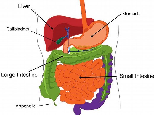 How Long Does It Take To Digest Bread? - Busby's