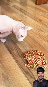 33K reactions · 1.1K shares | The slap was personal  Wait for end 藍 1. Facebook Reels 2. Funny video 3. ViralReels 4. TrendingReels 5. Comedy video 6. PopularReels 7. ViralVideos 8. TrendingVideos 9. FunnyReels 10. DanceReels 11. MusicReels #funny #memes #meme #funnymemes #dog #dogfunnyvideo #cat #catfunnyvideo #catlover #doglover #catlifestyle | world eyes | Facebook