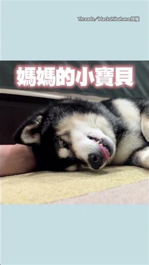 【十年的默契】敲敲地板就能get倒地小狗一枚❤ #Shorts