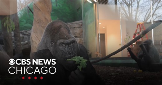 Brookfield Zoo gorillas enjoy new habitat