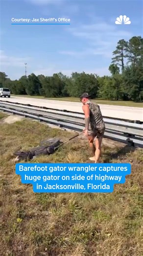 771K views · 2.7K reactions | When police in the Sunshine State have an alligator problem on a highway, they call the right Florida man for the job.  Watch the full video of the capture here ➡ https://on.nbcdfw.com/Vyoqldk | NBC DFW | Facebook